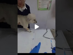 Comment placer une sonde endotrachéale chez le chien ?