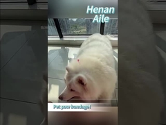 Comment bandager la patte de votre animal de compagnie?